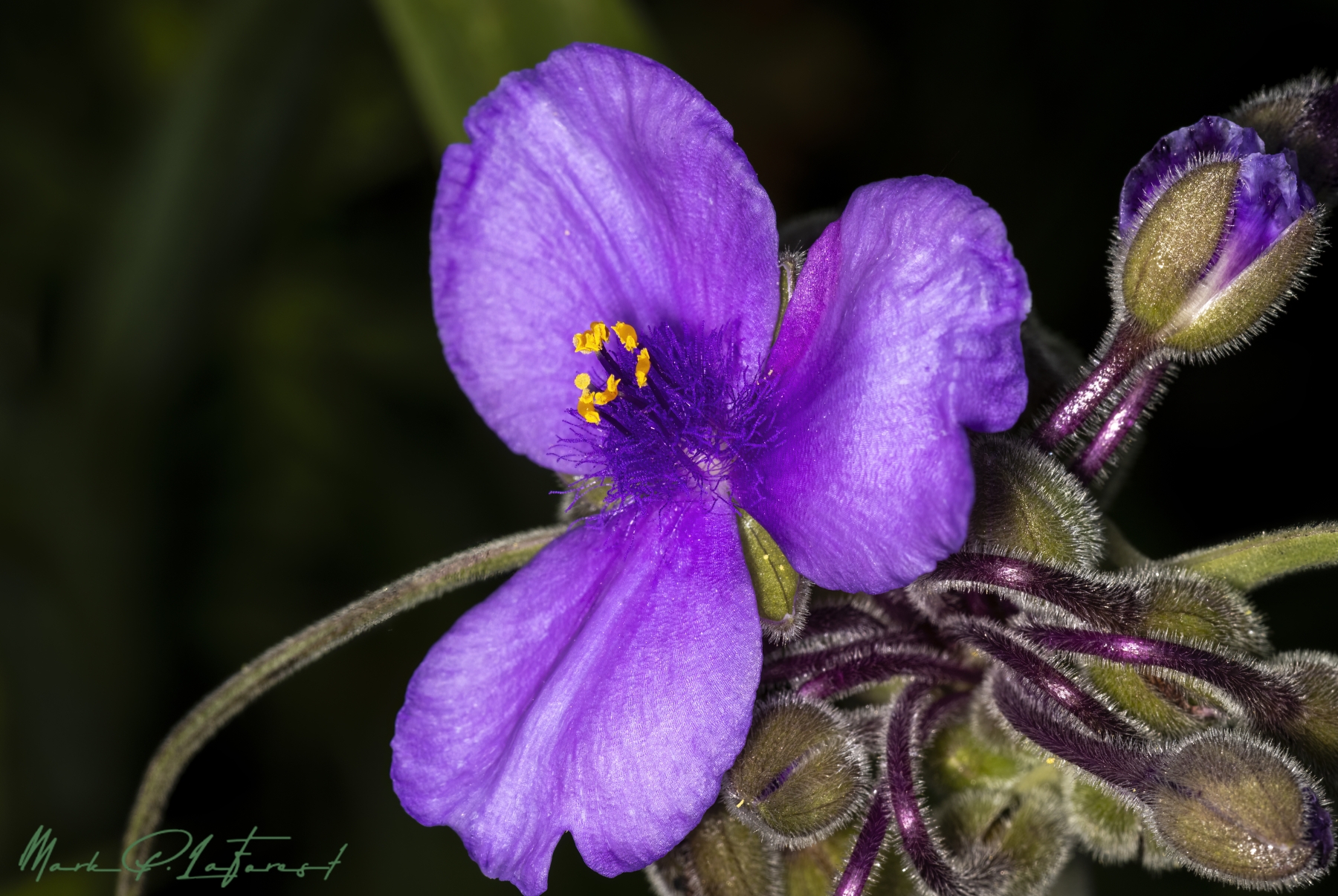 /gallery/north_america/USA/Texas/austin/Spiderwort Spring 2024-005_med.jpg